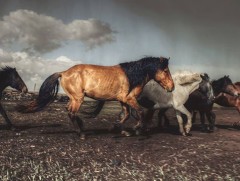 “Гайхамшигт монгол адуу” танин мэдэхүйн нэвтрүүлэг   