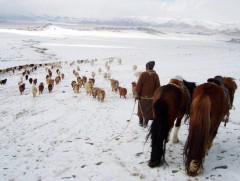 Завхан аймгийн 280 гаруй мянган толгой мал отроор өвөлжиж байна 