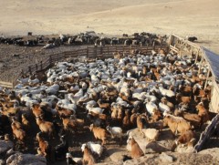 Төв аймаг 4,8 сая толгой мал тоолуулжээ