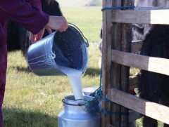 Сүүгээ үйлдвэрт нийлүүлсэн малчдад олгох урамшуулал 2025 оны 6 дугаар сар хүртэл үргэлжилнэ