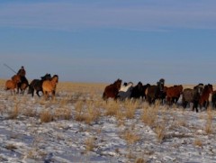 Отрын адуучин