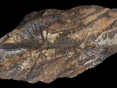 Нүүрсний ордоос 300 сая жилийн настай чулуужсан мод олжээ