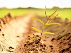 Сайншанд орчмын газар нутгийг ургамалжуулах төсөл хэрэгжинэ