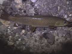 Зэвэг загасыг зориудын аргаар үржүүлж байна 