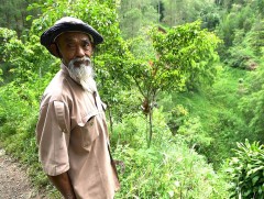 Индонезийн 69 настай иргэн ганцаараа 250 га газарт 11 мянга гаруй мод суулгажээ