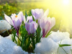 Яргуй цэцгийн ач тус болон хор хөнөөл