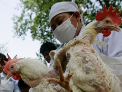 БНХАУ-д ховор төрлийн шувууны ханиадны халдвар бүртгэгджээ 