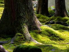 Ой модонд хөвд ямар ач тустай байдаг вэ?