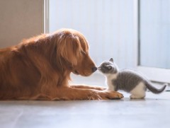 “Амьтад амьдрах эрхтэй