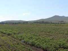 Хүнсний ногооны тариалалт 90 гаруй хувьтай байна