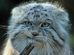 Мануул маш сэргэлэн амьтан 