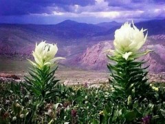 “Вансэмбэрүү” зохиомж