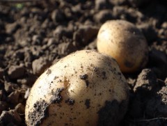 Хүнсний ногооны талбайд ажиллах хүн олдохгүй байна