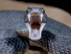 Сэрэмжлүүлэг: Могойд хатгуулсан тохиолдолд нэн яаралтай эмнэлэгт хандана уу!