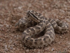 Хэрэв та могойд хатгуулсан бол...