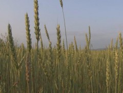 470 орчим мянган тонн улаанбуудай хурааж авахаар төлөвлөж байна