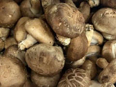 “Дотор илч шарын халууныг дарах мөөгний хэрэглээ” цувралын хоёрдугаар хэсэг 