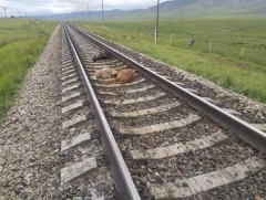 Найман бог мал галт тэргэнд дайруулж, хөдөлгөөн саатжээ