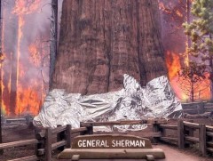 Дэлхийн хамгийн том мод шатах аюулд хүрчээ