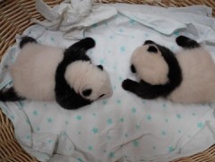 Есөн панда ихэр бамбарууш гаргажээ