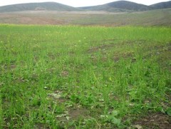 20.6 сая га бэлчээрийг нөхөн сэргээсэн байна