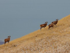 Монголын талын аргалийн тоо толгой 4 мянга давлаа