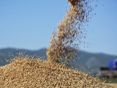 Нэг га талбайгаас 72 центнер улаан буудай хураан авч, шинэ дээд амжилт тогтоолоо