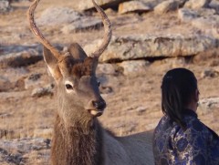 Бугын илий Борхүүгийн эвэр 60 см орчим ургаж, салаалж эхэлжээ