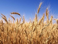 Үр тарианы ургац хураалт 80 гаруй хувьтай байна