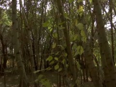 Говьд мод тарьж, ногоон төгөл бий болгожээ