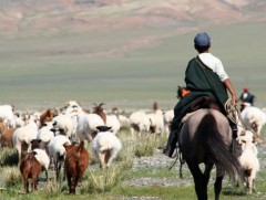 Мал сүргээ байнгын хариулга, манаатай байлгаж мал хулгайлах гэмт хэргээс урьдчилан сэргийлээрэй