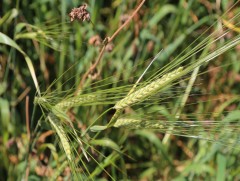 Малчид бэлчээр ашиглалтыг сайжруулж, ногоон тэжээл тариалахыг уриалж байна
