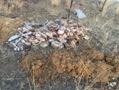 Олон тооны бод мал хулгайлсан этгээдүүдийг баривчиллаа