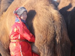 ШУА-ийн эрдэмтэд ингэний сүү хуурайшуулах технологи нэвтрүүлжээ