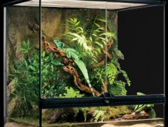 Террариум буюу бичил цэцэрлэг