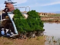 Ховд аймгийн Алтай, Булган суманд цагаан будаа тариална