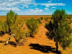 Говь нутгийн гайхамшиг 