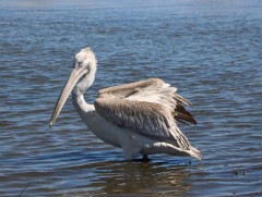 Хотон шувуу устах эрсдэлд оржээ