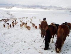 Малчдын амьжиргаа баталгаагүй байна