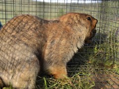 Говь-Алтай аймагт тарвага сэргээн нутагшуулж байна 
