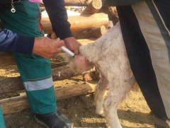 Миний мэргэжил: Малын их эмч 