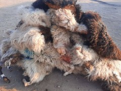 Малын гаралтай түүхий эдийг үнэд оруулах хэрэгтэй байна 