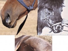 Ям өвчнийг адууны томуутай андуурах нь элбэг байна 