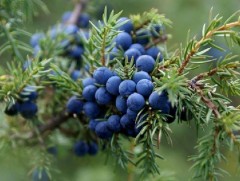 Нэн ховор ургамал түүсэн дөрвөн иргэнийг шалгаж байна