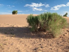 Эгшиглэнт говийн ээж