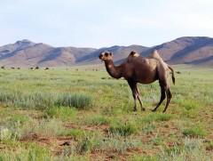 Эгшиглэнт говийн эзэн