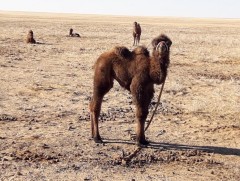 “Тугал нүдэн ботго” уран сайхны тэмдэглэл 