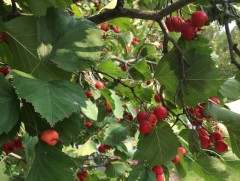 Дархлаа дэмждэг жимс, жимсгэнүүд