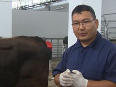 Г.Энхманлай: Монгол хонины амьдын жинг 80-100 кг хүргэх боломж бий