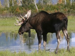 Хангайн аварга тураг